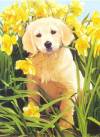 21670_gold_retriever_puppy