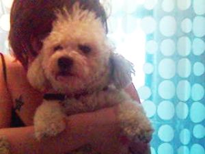 bobthebichon.jpg