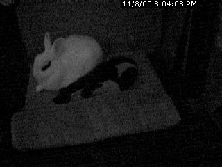 bunnywebcam2.jpg