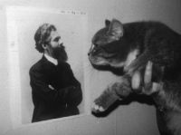 cat-AIR-tn.jpg