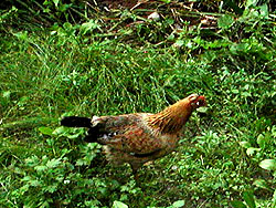 chicken.jpg