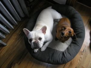 doxyandbeebs-tn.jpg