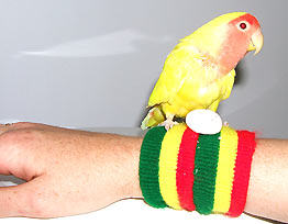 shelleys_bird.jpg